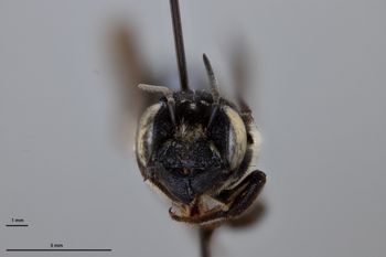 Media type: image;   Entomology 788774 Aspect: head frontal view